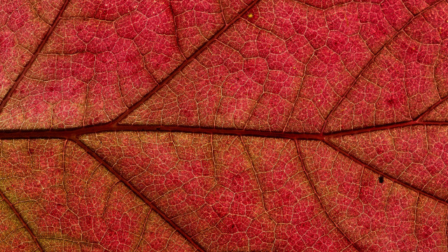 Red leaf macro photography fence free wallpaper - medium preview image