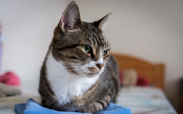 Cat bed blue blanket stuffed free wallpaper - medium preview image