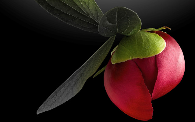 Red flower green leaf magic free wallpaper - medium preview image