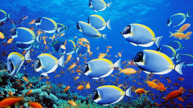 Fish group swimming ocean coral free wallpaper - medium preview image