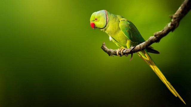 Green bird perched branch red free wallpaper - medium preview image