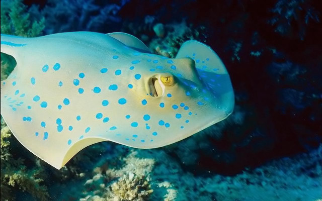 White blue fish coral reef free wallpaper - medium preview image