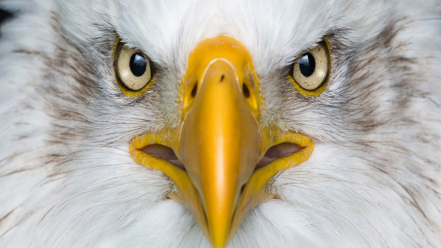 Bald eagle closeup yellow beak free wallpaper - medium preview image