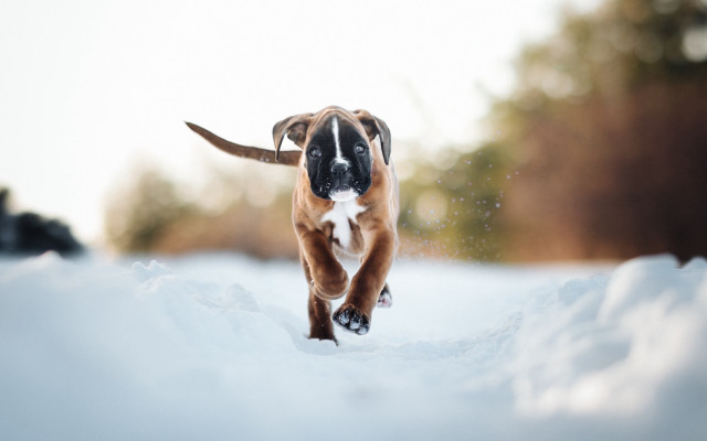 Dog running snow winter blurry free wallpaper - medium preview image