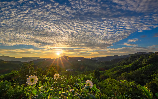 Sunset mountains flowers clouds crepuscular free wallpaper - medium preview image