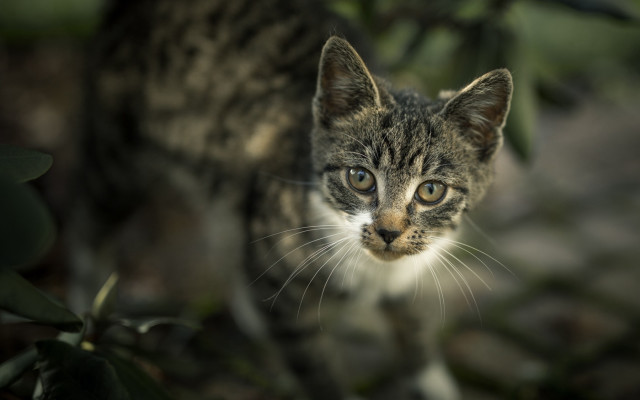 Cat grass leaves bokeh blurry free wallpaper - medium preview image
