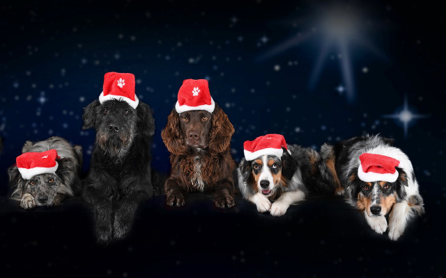 Dogs christmas hats snow stars free wallpaper - medium preview image