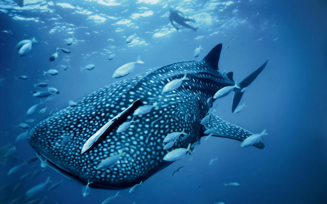Large whale swimming ocean fish #2 free wallpaper - medium preview image