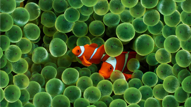 Clown fish hiding green sea free wallpaper - medium preview image
