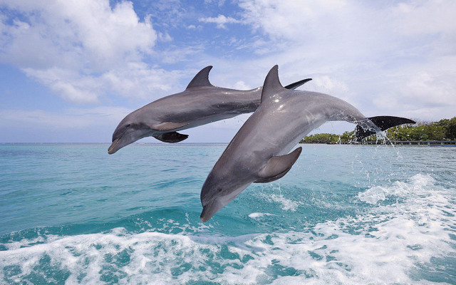 Dolphins jumping water shoreline trees free wallpaper - medium preview image