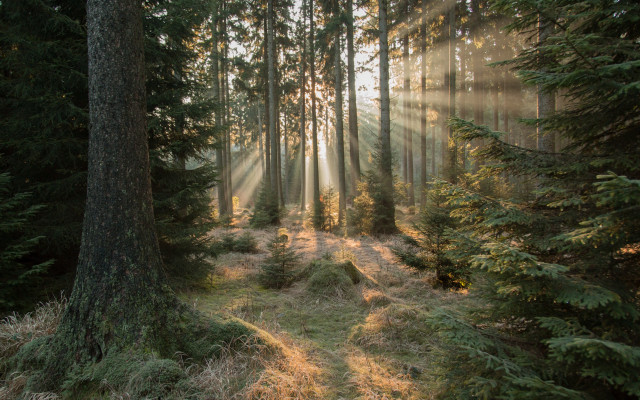Forest path sunbeams grass anamorphic free wallpaper - medium preview image