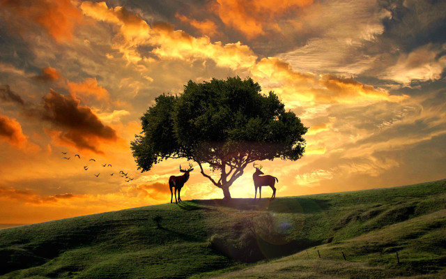 Deer tree hill sunset bird free wallpaper - medium preview image