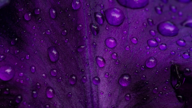 Purple flower water droplets macro #37 free wallpaper - medium preview image