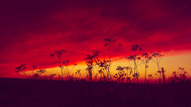 Red sky clouds plants dusk free wallpaper - medium preview image