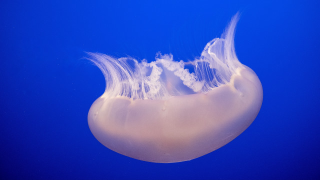 Jellyfish blue background bubbles outdoors free wallpaper - medium preview image