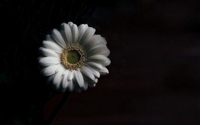 White flower green center black #2 free wallpaper - medium preview image