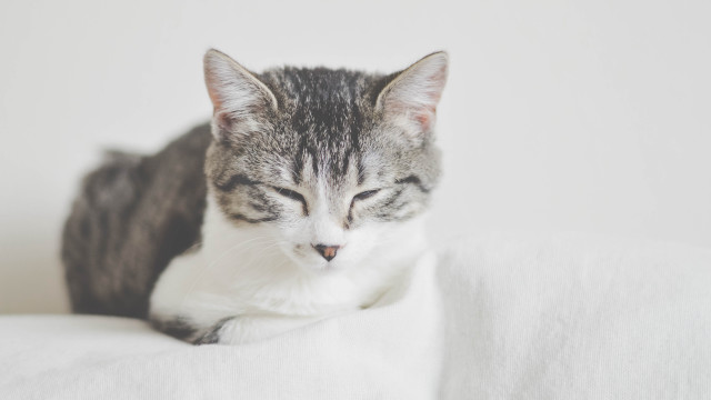 Cat sitting white couch closed free wallpaper - medium preview image