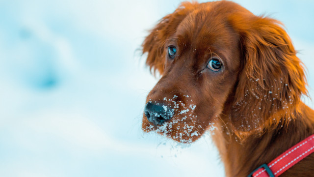 Dog redcollar blueeye snow nose free wallpaper - medium preview image