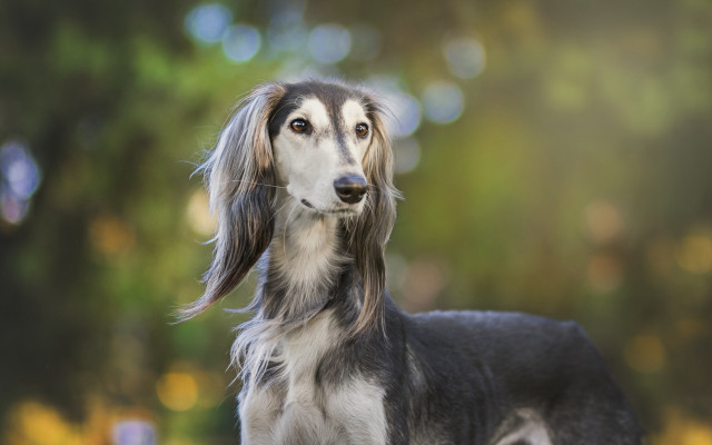 Regal dog portrait bokeh lights free wallpaper - medium preview image