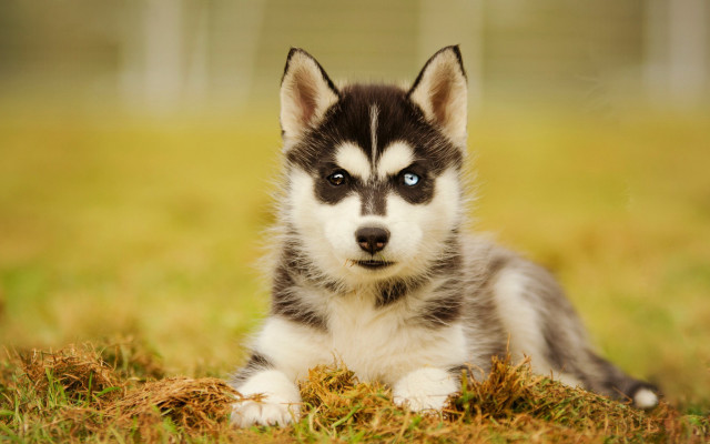 Husky puppy blue eyes sad free wallpaper - medium preview image