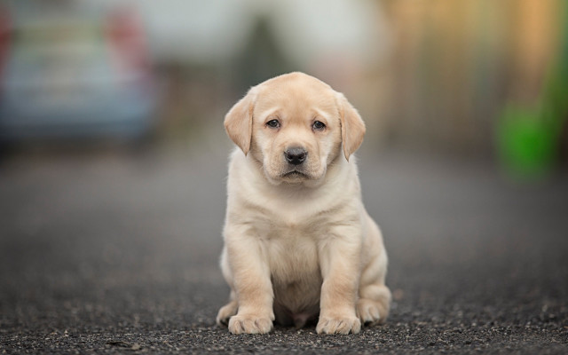 Puppy sad shiba inu art free wallpaper - medium preview image