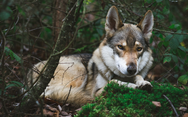 Wolf moss woods sad nature free wallpaper - medium preview image