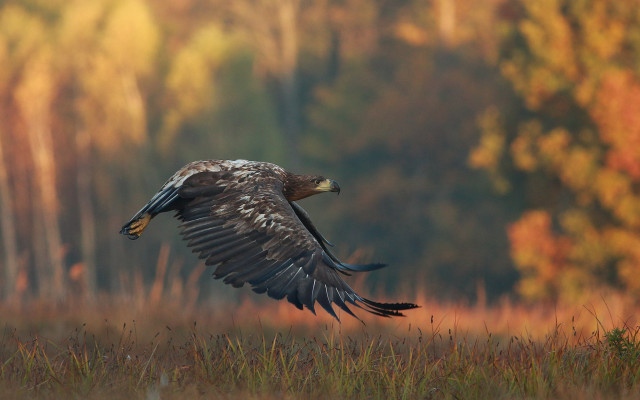 Bird field trees grass autumn free wallpaper - medium preview image