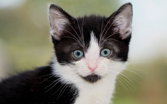 Black and white kitten blue free wallpaper - medium preview image