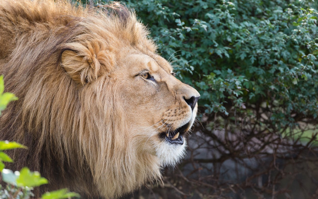 Lion mane bush trees open free wallpaper - medium preview image