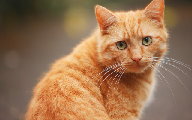 Cat orange shiba inu whiskers free wallpaper - medium preview image