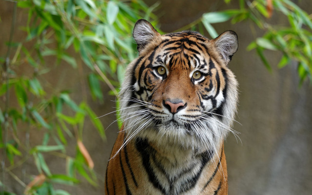 Tiger forest rocks leaves bamboo free wallpaper - medium preview image
