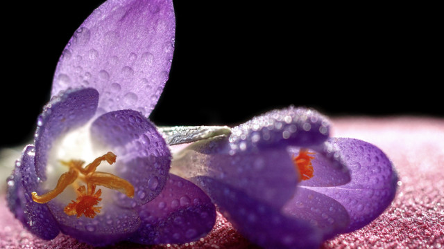 Purple flowers water droplets macro #2 free wallpaper - medium preview image