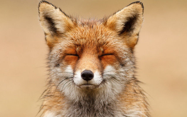 Fox closed eyes blurred background free wallpaper for desktop - medium preview image