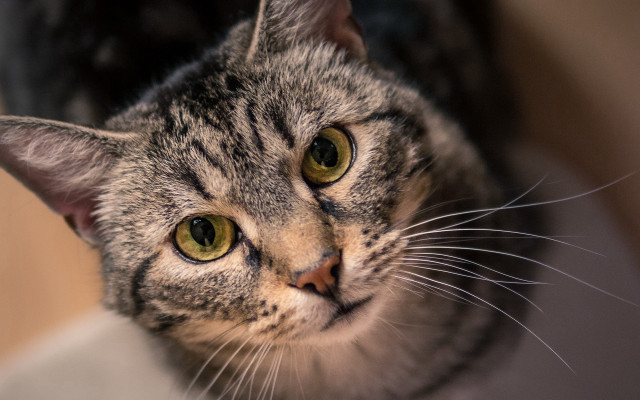 Green eyes cat looking camera free wallpaper - medium preview image