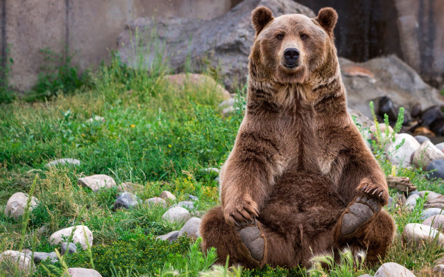 Brown bear grassy rocks building free wallpaper - medium preview image