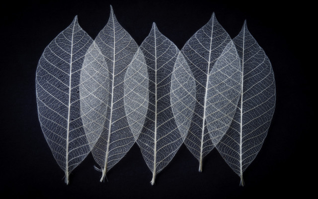 White leaves black background umbrella free wallpaper - medium preview image