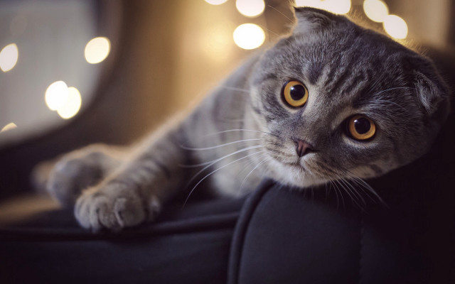 Cat couch light blurry eyes free wallpaper - medium preview image