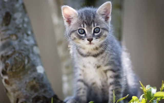 Small kitten on tree branch free wallpaper - medium preview image