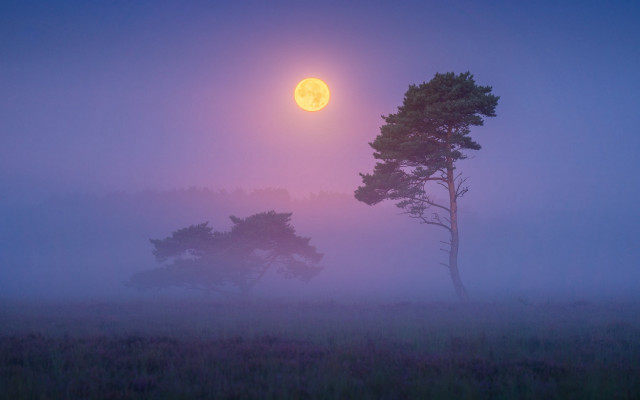 Foggy field tree full moon free wallpaper - medium preview image