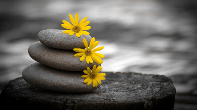 Stack of rocks yellow flowers free wallpaper - medium preview image
