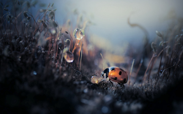 Ladybug grass dew plant macro free wallpaper - medium preview image