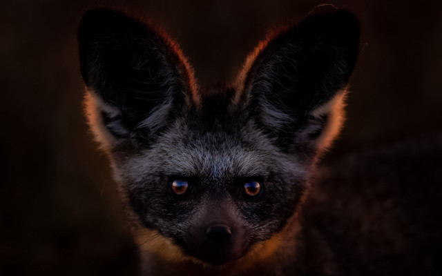 Small animal closeup blurry background free wallpaper - medium preview image