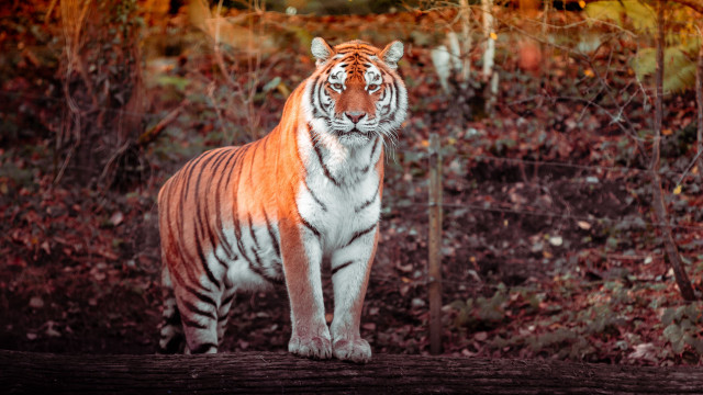 Tiger forest fence autumn leaves free wallpaper - medium preview image