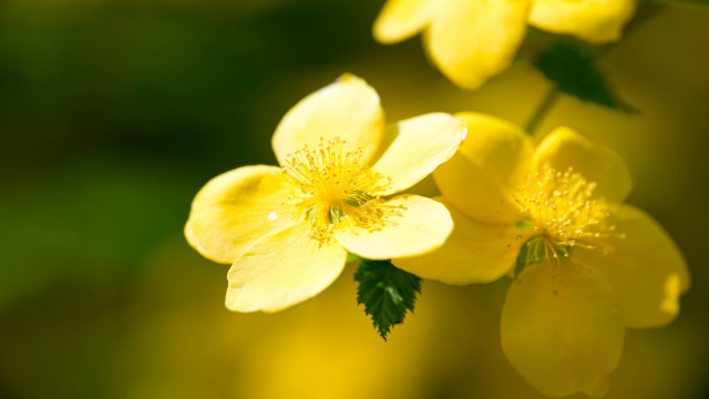 Yellow flower green leaves macro #4 free wallpaper - medium preview image