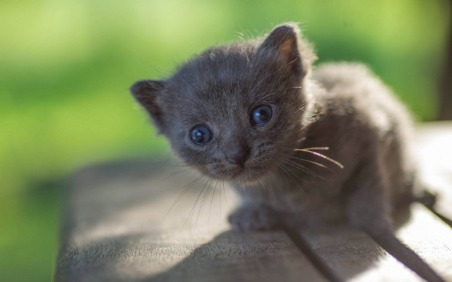 Kitten wooden table green field free wallpaper - medium preview image
