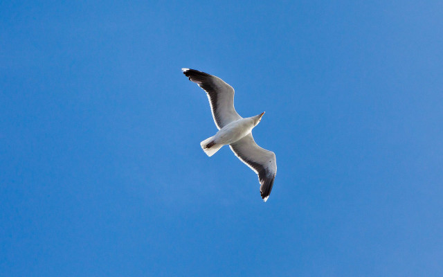 Seagull flying blue sky white #2 free wallpaper - medium preview image