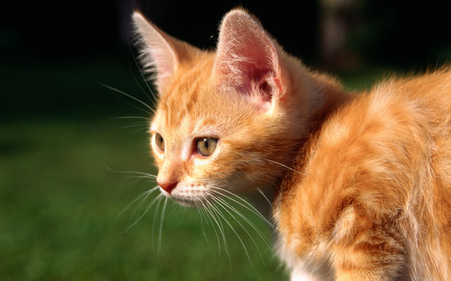 Orange kitten green field rayonism #2 free wallpaper - medium preview image