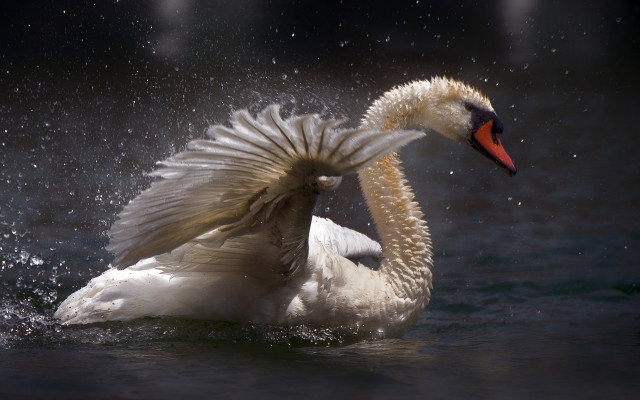 Swan water spread wings impressionist free wallpaper - medium preview image