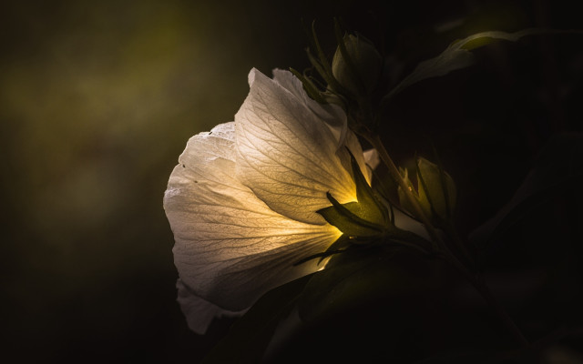 White flower green stem backlight free wallpaper - medium preview image