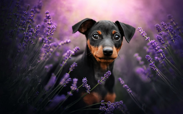 Dog lavender field purple light free wallpaper - medium preview image